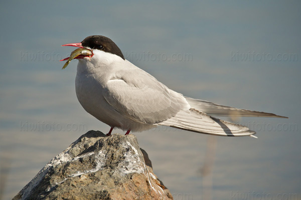 Arctic Tern Image @ Kiwifoto.com