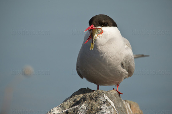 Arctic Tern Picture @ Kiwifoto.com