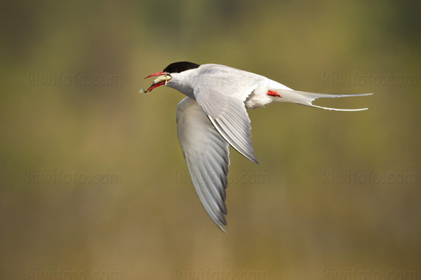 Arctic Tern Photo @ Kiwifoto.com