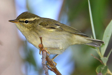 Arctic Warbler Photo @ Kiwifoto.com