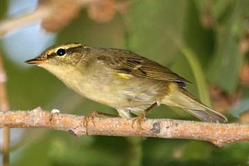 Arctic Warbler Image @ Kiwifoto.com