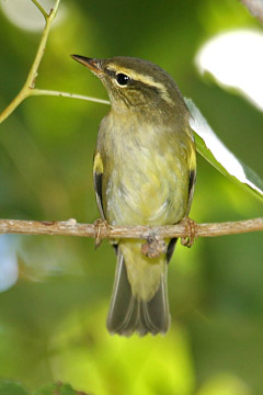 Arctic Warbler Image @ Kiwifoto.com