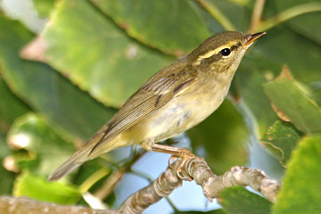 Arctic Warbler Photo @ Kiwifoto.com
