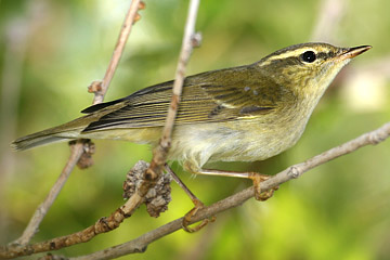 Arctic Warbler Photo @ Kiwifoto.com