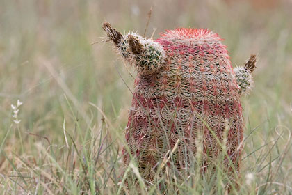 Arizona Barrel Cactus