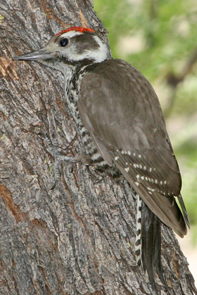 Arizona Woodpecker Photo @ Kiwifoto.com