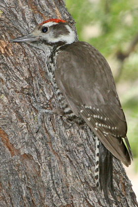 Arizona Woodpecker Picture @ Kiwifoto.com