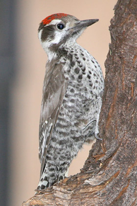 Arizona Woodpecker Picture @ Kiwifoto.com