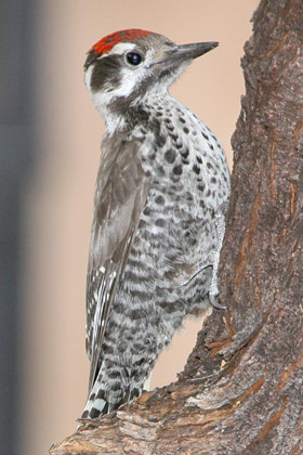 Arizona Woodpecker