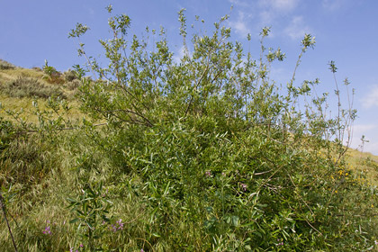 Arroyo Willow Picture @ Kiwifoto.com