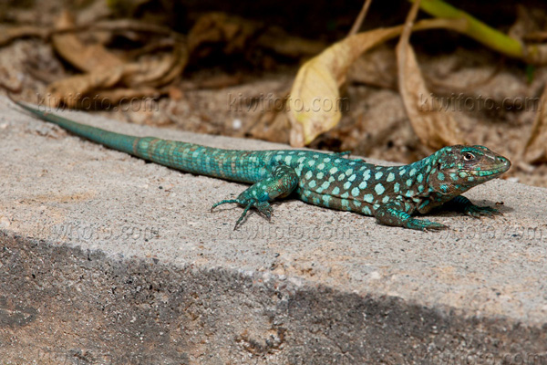 Aruban Whiptail Lizard Photo @ Kiwifoto.com