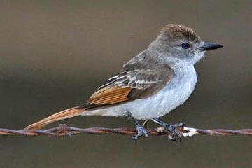 Ash-throated Flycatcher (juvenile)