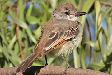 Ash-throated Flycatcher Picture @ Kiwifoto.com