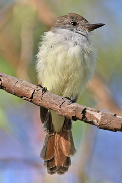 Ash-throated Flycatcher Photo @ Kiwifoto.com