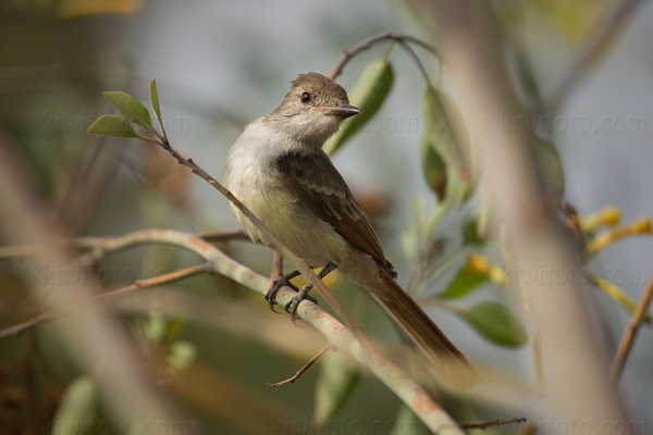 Ash-throated Flycatcher Image @ Kiwifoto.com