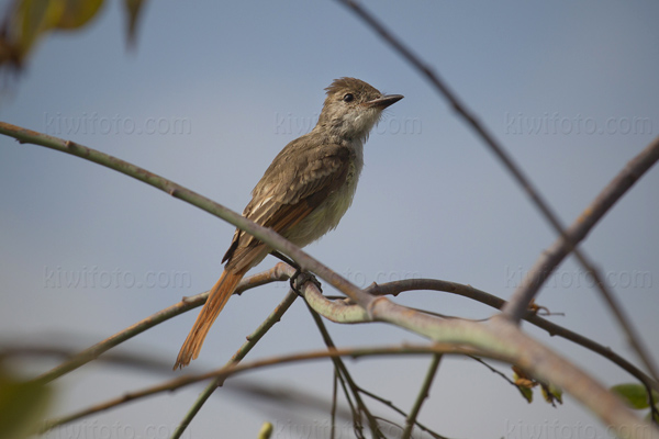 Ash-throated Flycatcher Photo @ Kiwifoto.com