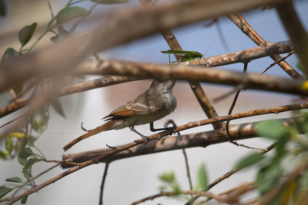 Ash-throated Flycatcher Image @ Kiwifoto.com