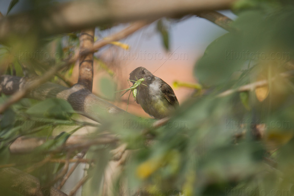 Ash-throated Flycatcher Image @ Kiwifoto.com