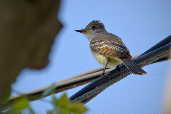 Ash-throated Flycatcher Image @ Kiwifoto.com