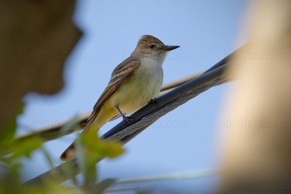 Ash-throated Flycatcher Photo @ Kiwifoto.com