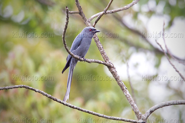 Ashy Drongo Image @ Kiwifoto.com