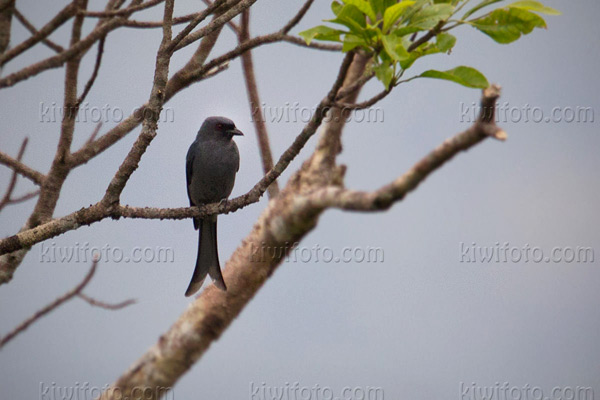 Ashy Drongo Photo @ Kiwifoto.com