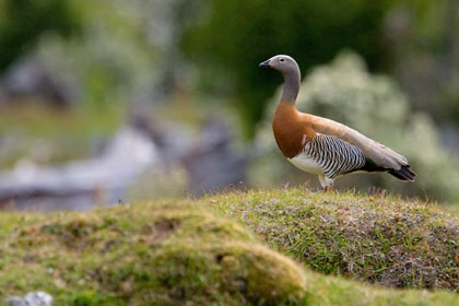 Ashy-headed Goose