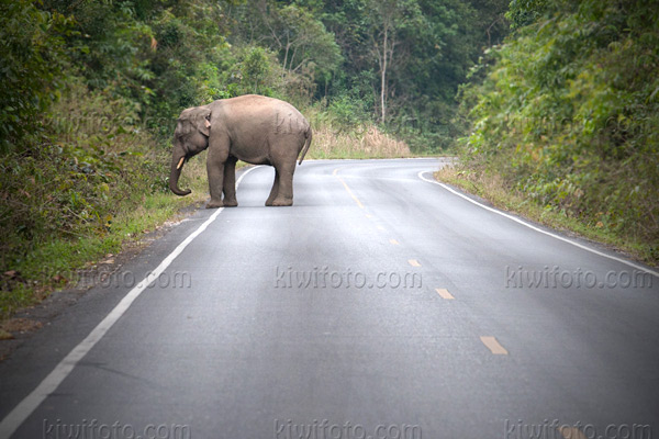 Asian Elephant