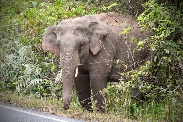 Asian Elephant Image @ Kiwifoto.com
