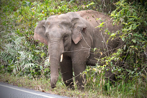 Asian Elephant