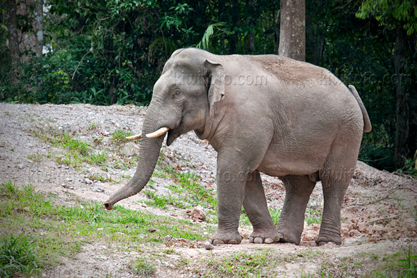 Asian Elephant Image @ Kiwifoto.com