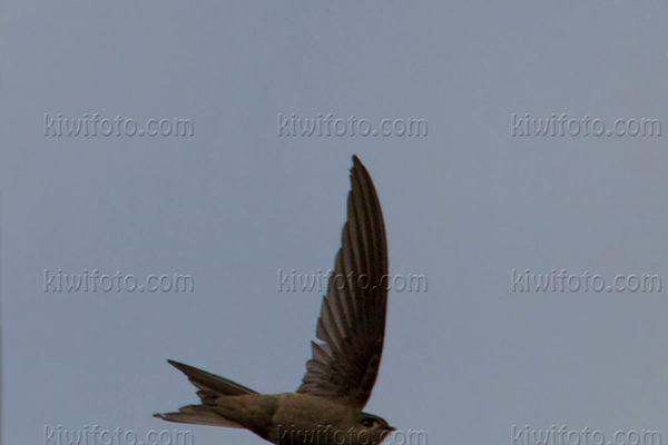 Asian Palm-swift