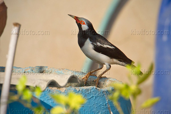 Asian Pied Starling Picture @ Kiwifoto.com