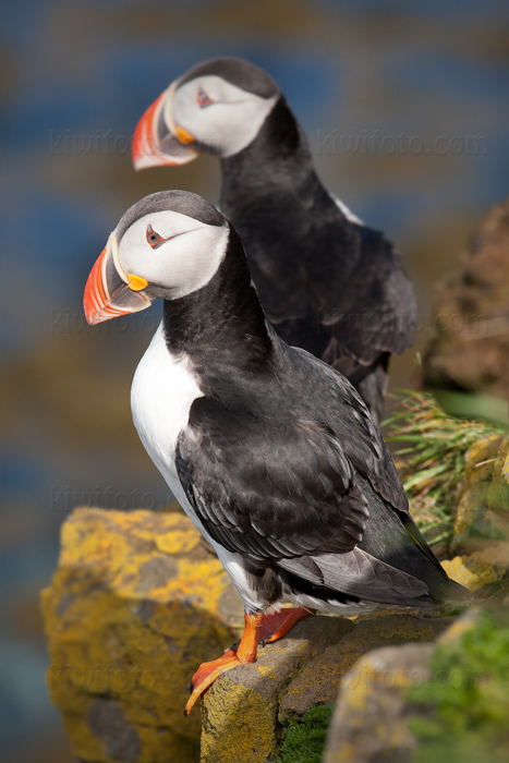 Atlantic Puffin Picture @ Kiwifoto.com