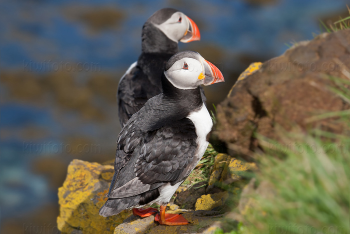 Atlantic Puffin Photo @ Kiwifoto.com