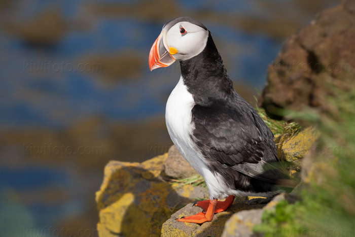 Atlantic Puffin Photo @ Kiwifoto.com