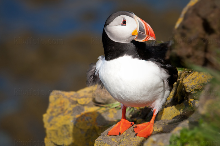 Atlantic Puffin