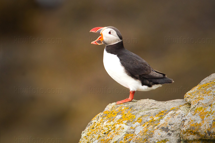 Atlantic Puffin Photo @ Kiwifoto.com