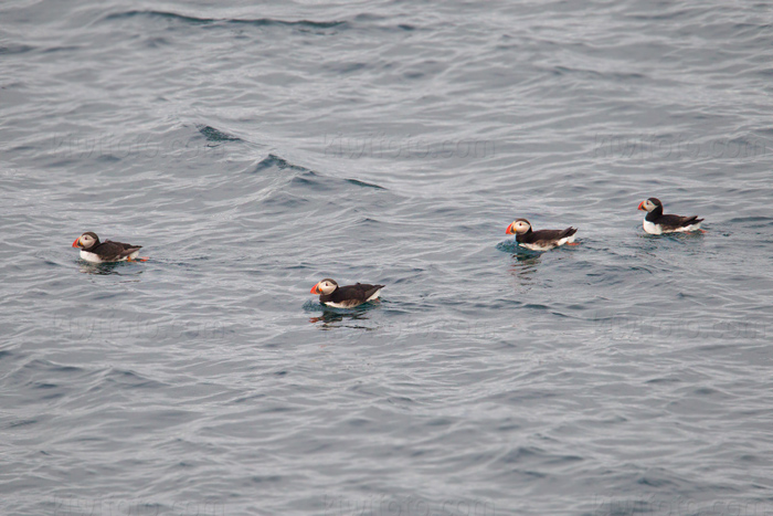 Atlantic Puffin Image @ Kiwifoto.com