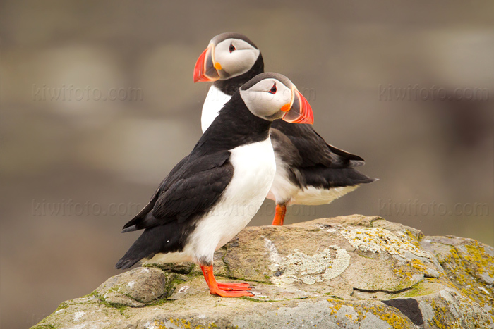 Atlantic Puffin Image @ Kiwifoto.com
