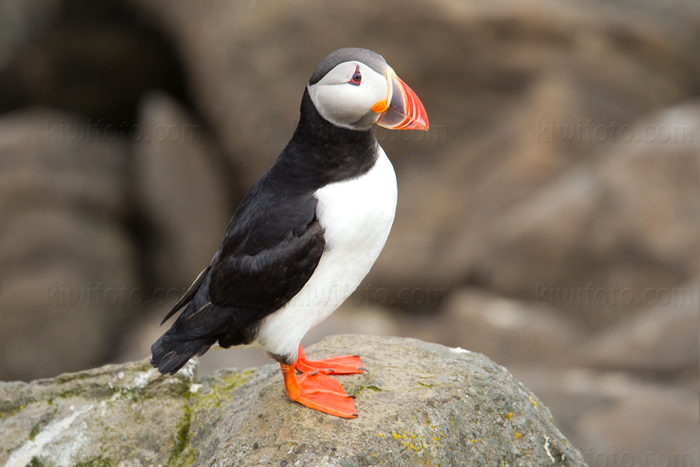 Atlantic Puffin Picture @ Kiwifoto.com
