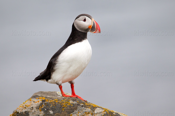 Atlantic Puffin Picture @ Kiwifoto.com