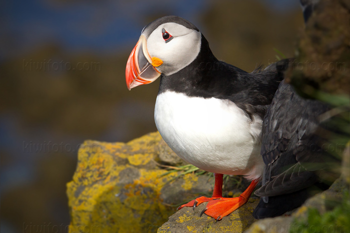 Atlantic Puffin Image @ Kiwifoto.com