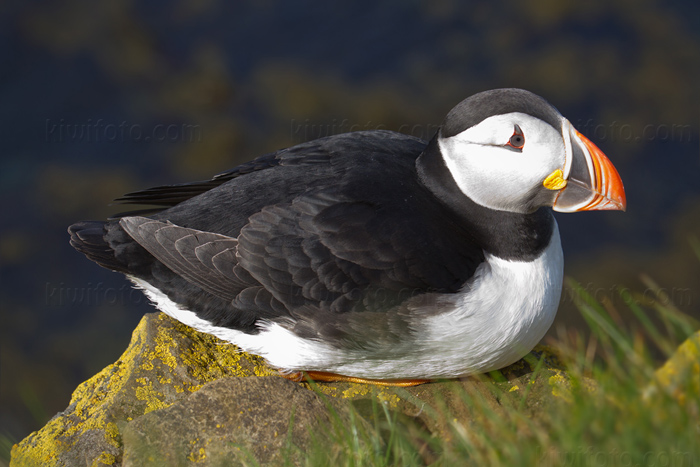 Atlantic Puffin Image @ Kiwifoto.com