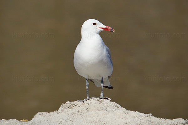 Audouin's Gull Photo @ Kiwifoto.com