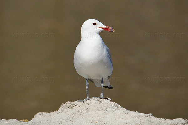 Audouin's Gull Image @ Kiwifoto.com