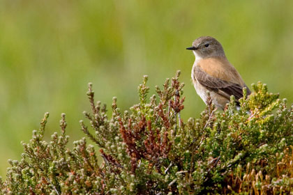 Austral Negrito (female)