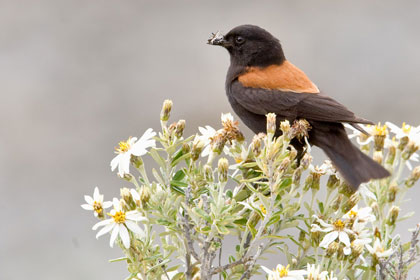 Austral Negrito (male)