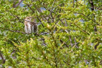 Austral Pygmy-owl