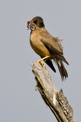 Austral Thrush Picture @ Kiwifoto.com